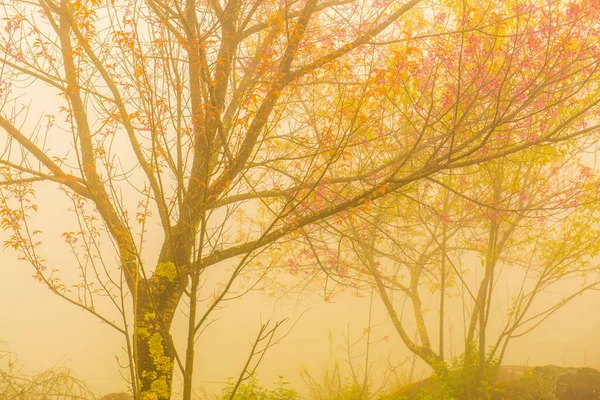 Cerise Himalaya Sauvage Avec Brouillard Thaïlande Thaïlande — Photo