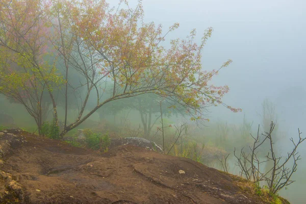 泰国泰山带雾的野生喜马拉雅山樱桃 — 图库照片