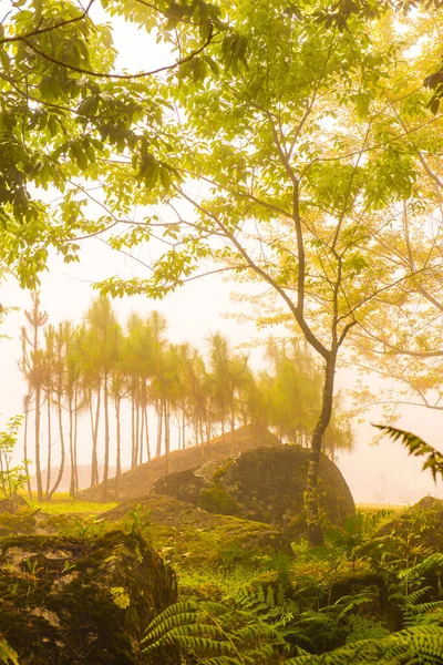Сад Туманом Горе Таиланд — стоковое фото