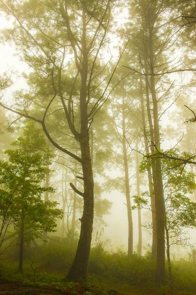 Metsä Sumu Vuorella Thaimaa — kuvapankkivalokuva
