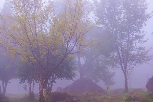 Κήπος Ομίχλη Στο Βουνό Ταϊλάνδη — Φωτογραφία Αρχείου