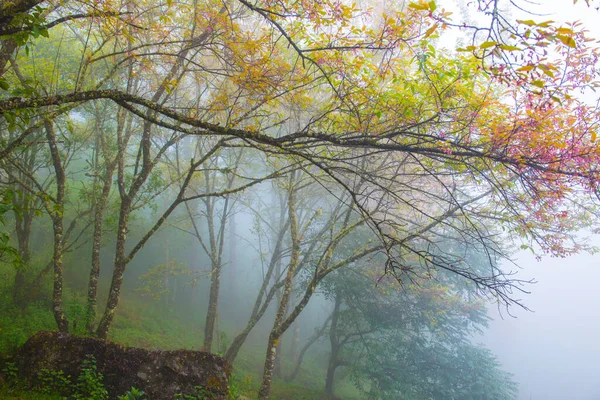 Cereja Himalaia Selvagem Com Nevoeiro Tailandês Tailândia — Fotografia de Stock