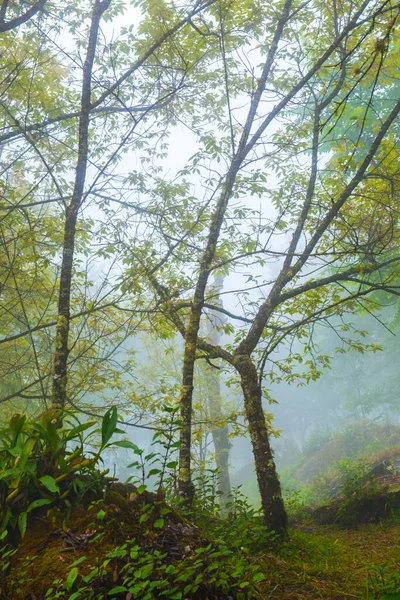 Лес Туманом Горе Таиланд — стоковое фото