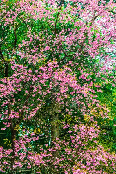 Wilde Himalaya Kersenbloemen Met Natuurlijke Achtergrond Thailand — Stockfoto
