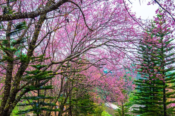 Wild Himalayan Cherry Flowers Fog Khun Wang Royal Project Thailand — Stock Photo, Image