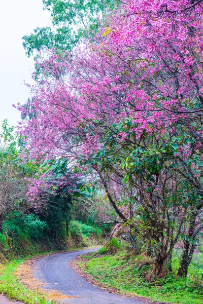 Dzikie Kwiaty Wiśni Himalajskiej Małą Drogą Khun Wang Projektu Królewskiego — Zdjęcie stockowe