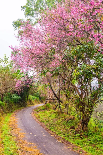 Flores Selvagens Cereja Himalaia Com Pequena Estrada Khun Wang Projeto — Fotografia de Stock