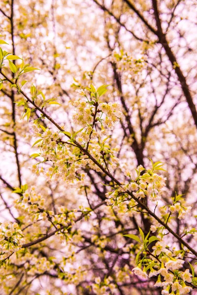 Fleurs Sauvages Cerisier Himalaya Avec Ciel Blanc Projet Royal Khun — Photo