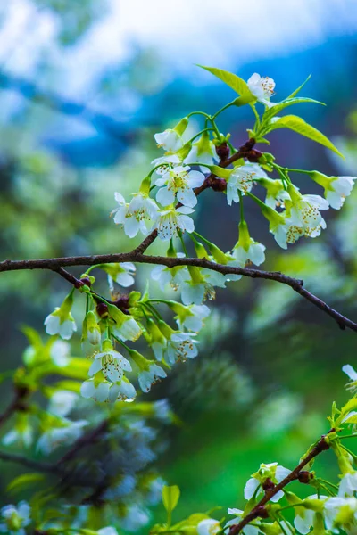 Fleurs Cerisier Himalaya Sauvage Projet Royal Khun Wang Thaïlande — Photo