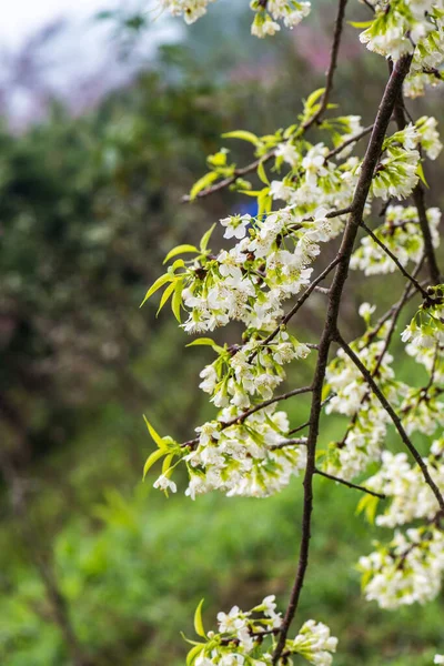 Flores Silvestres Cerezo Del Himalaya Proyecto Real Khun Wang Tailandia —  Fotos de Stock