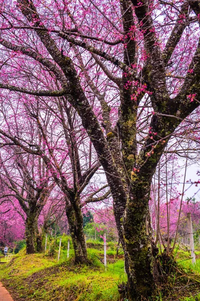 Wild Himalayan Cherry Khun Wang Royal Project Thailand — Foto de Stock