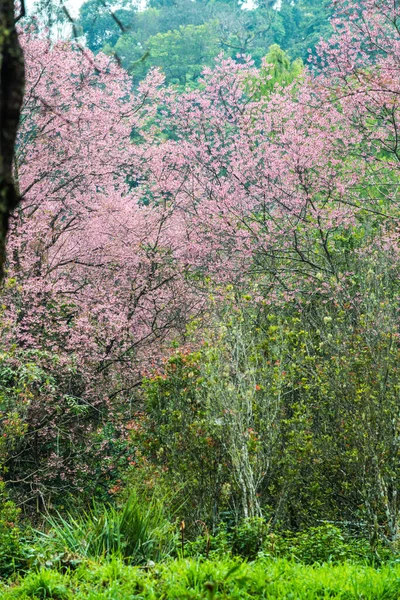 タイ王国クン ワン王室プロジェクトの野生のヒマラヤの桜 — ストック写真