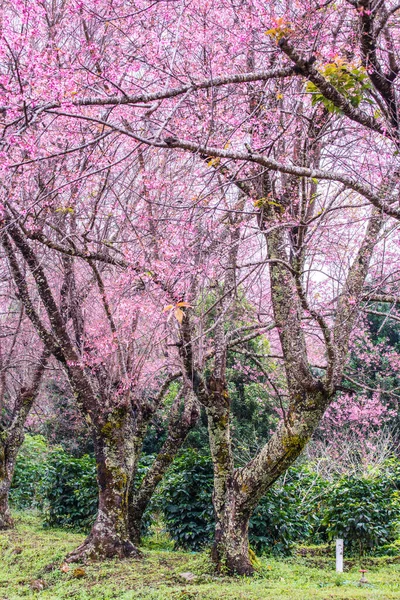 泰国Khun Wang皇家项目中的野生喜马拉雅山樱桃 — 图库照片