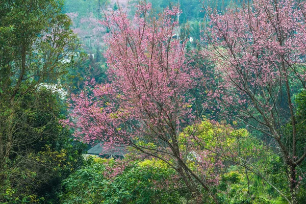 Wild Himalayan Cherry Khun Wang Royal Project Thailand — Fotografia de Stock