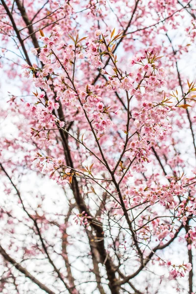 泰国Khun Wang皇家项目的野生喜马拉雅山樱花 — 图库照片