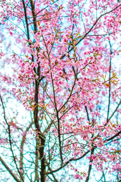 Wild Himalayan Cherry Flowers Khun Wang Royal Project Thailand — Stock Photo, Image