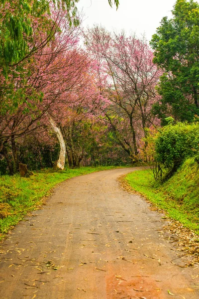 Wilde Himalaya Kirschblüten Mit Kleiner Straße Khun Wang Royal Project — Stockfoto