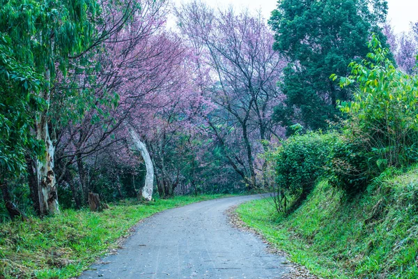 クンワン王室プロジェクトの小さな道を持つ野生のヒマラヤの桜 — ストック写真