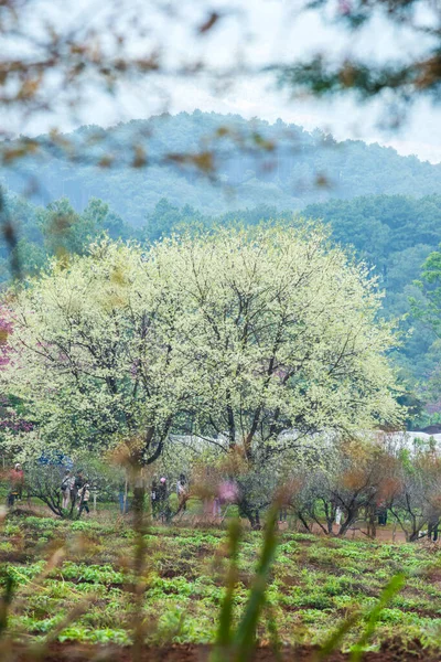 Wild Himalayan Cherry Khun Wang Royal Project Thailand — ストック写真