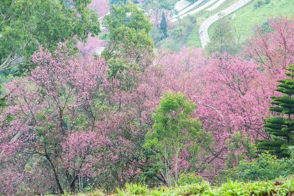 Wild Himalayan Cherry Khun Wang Royal Project Thailand — Stock Photo, Image