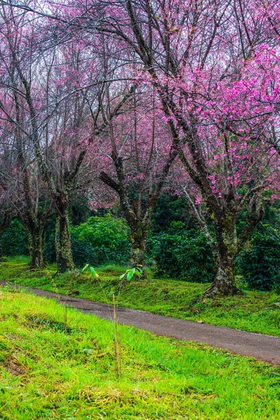 Wild Himalayan Cherry Khun Wang Royal Project Thailand — Stok fotoğraf