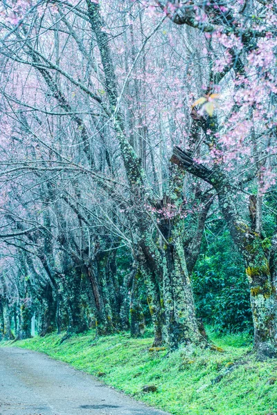 Flores Silvestres Cerezo Del Himalaya Con Pequeño Camino Proyecto Real —  Fotos de Stock