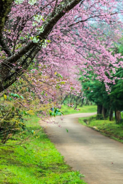 Wild Himalayan Cherry flowers with small road at Khun Wang royal project, Thailand.