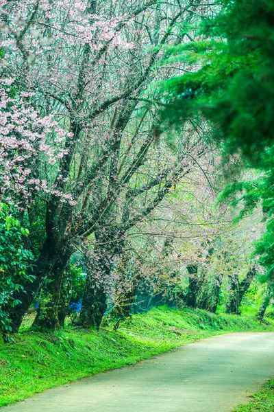 Fleurs Sauvages Cerisier Himalaya Avec Petite Route Projet Royal Khun — Photo
