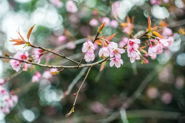 Dzikie Kwiaty Wiśni Himalajskiej Królewskim Projekcie Khun Wang Tajlandia — Zdjęcie stockowe