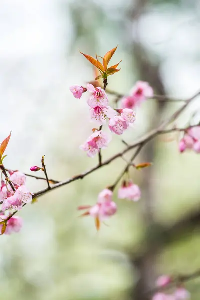 stock image Wild Himalayan Cherry flowers at Khun Wang royal project, Thailand.