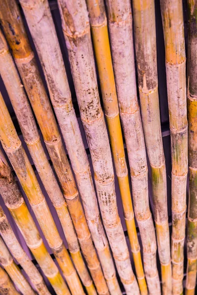 装飾用竹 — ストック写真