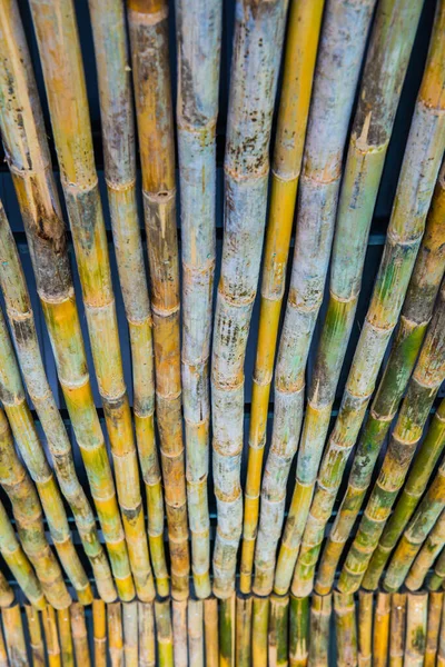 装飾用竹 — ストック写真
