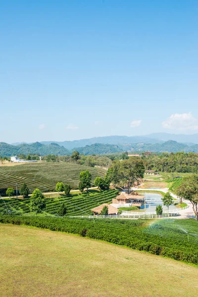 Plantação Chá Província Chiang Rai Tailândia — Fotografia de Stock