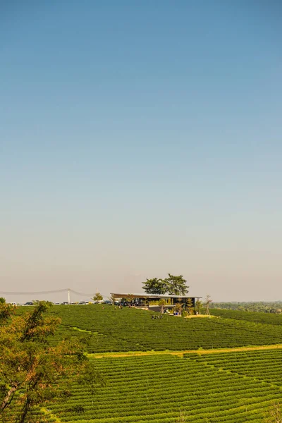 Plantacja Herbaty Prowincji Chiang Rai Thailand — Zdjęcie stockowe