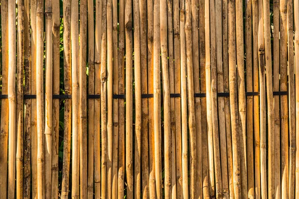 夕暮れ時の日差しのある竹の背景 — ストック写真