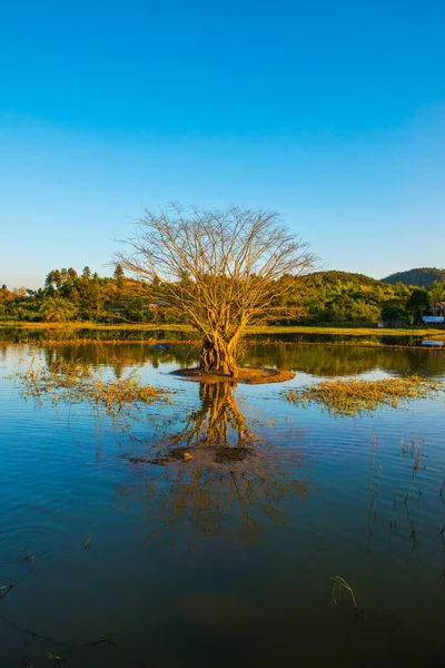 日光のある湖の木 — ストック写真