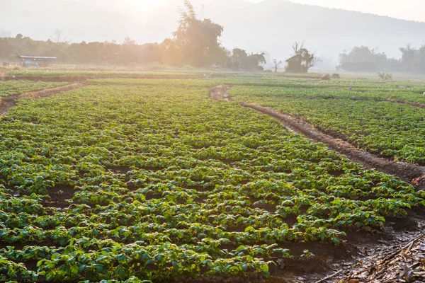 stock image Agricultural field with morning sunlight, Thailand.