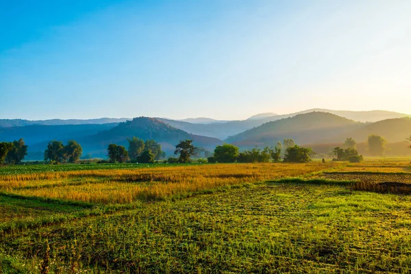 Tarım alanında sabah güneşi, Tayland.