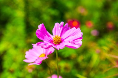 Doğal arka planı olan pembe kozmos, Tayland.