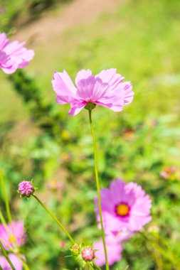 Doğal arka planı olan pembe kozmos, Tayland.