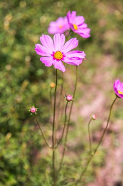 Doğal arka planı olan pembe kozmos, Tayland.