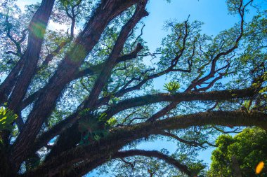 Tayland 'ın Chiangkham bölgesindeki güzel Jamjuree ağacı..