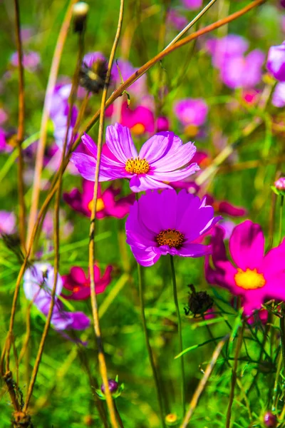 Pink Cosmos Natural Background Thailand — Stock Photo, Image