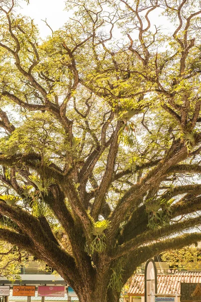 Beautiful Jamjuree Tree Chiangkham District Thailand — Stock Photo, Image