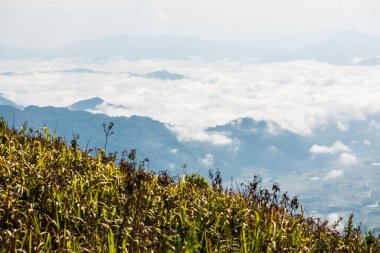 Chiangrai Eyaleti, Tayland 'daki Phu Chi Fa Manzara Noktasında Sis Denizi.