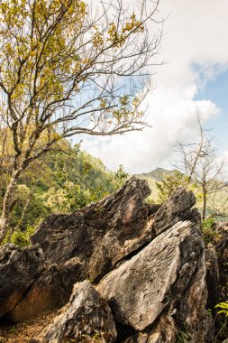 Chiangrai, Tayland 'da Doi Pha Tang' da Manzara Noktası.