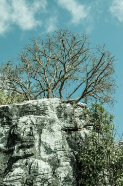 Chiangrai, Tayland 'da Doi Pha Tang' da Manzara Noktası.