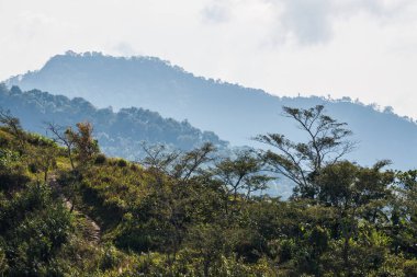 Tayland 'ın Chiangrai eyaletindeki Doi Pha Tang' da Dağ Manzarası.