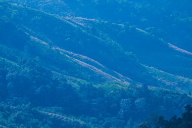 Tayland 'ın Chiangrai eyaletindeki Doi Pha Tang' da Dağ Manzarası.