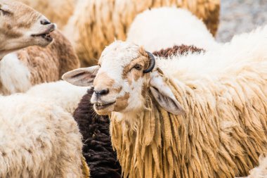 Tayland 'da koyun sürüsü.